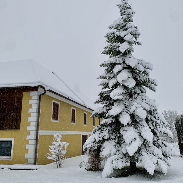 The yellow farm house exterior and grounds covered in snow, with a large snow-laden pine tree.