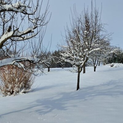 Snowy orchard of the farmhouse with trees and bushes covered in snow.