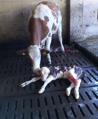 A cow with its newborn calf in the barn at the Farm House.