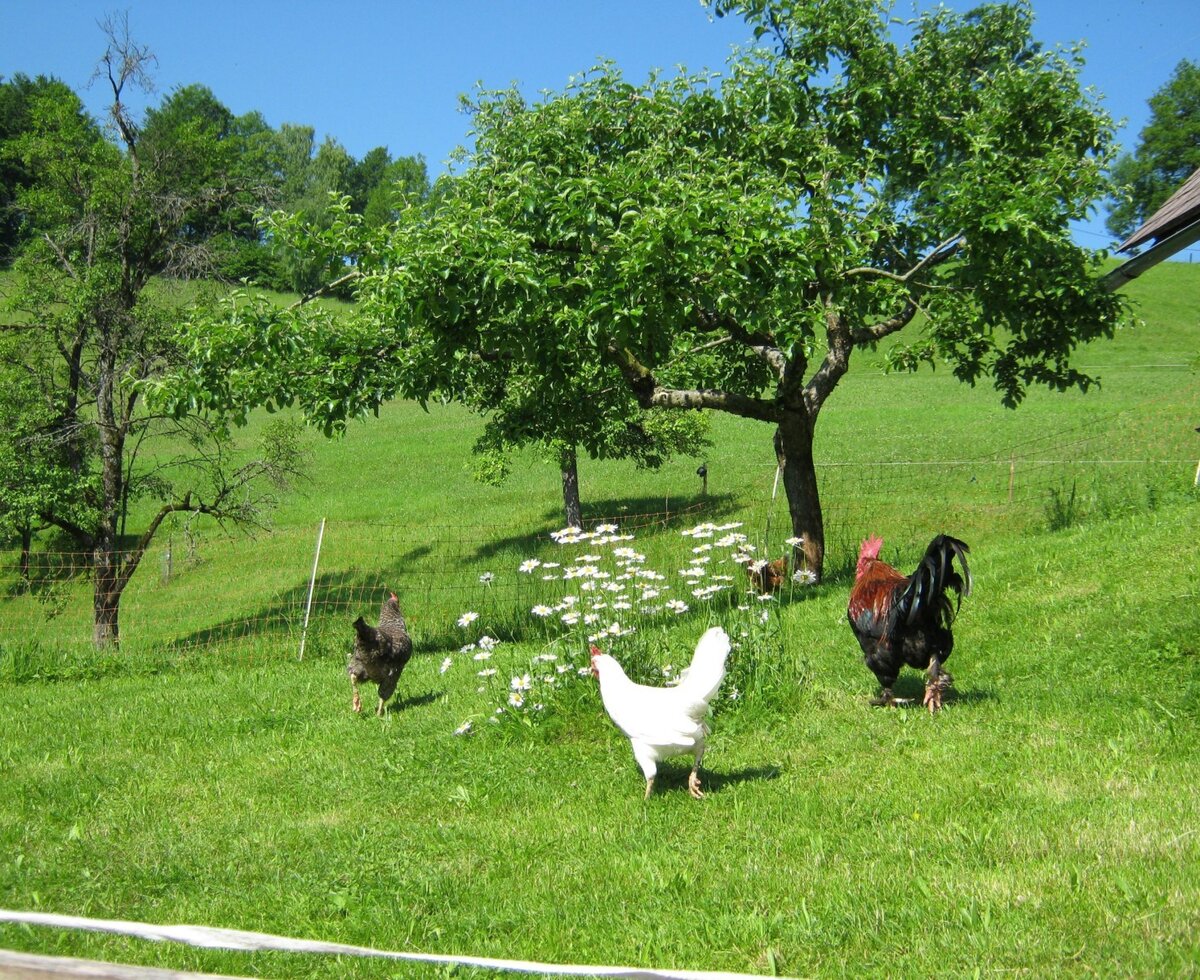 Chickens and a rooster wander in the grassy area of the Farm House, surrounded by trees and wildflowers.