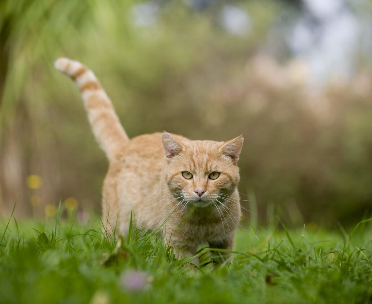 An orange cat in the grass at the Farm House.