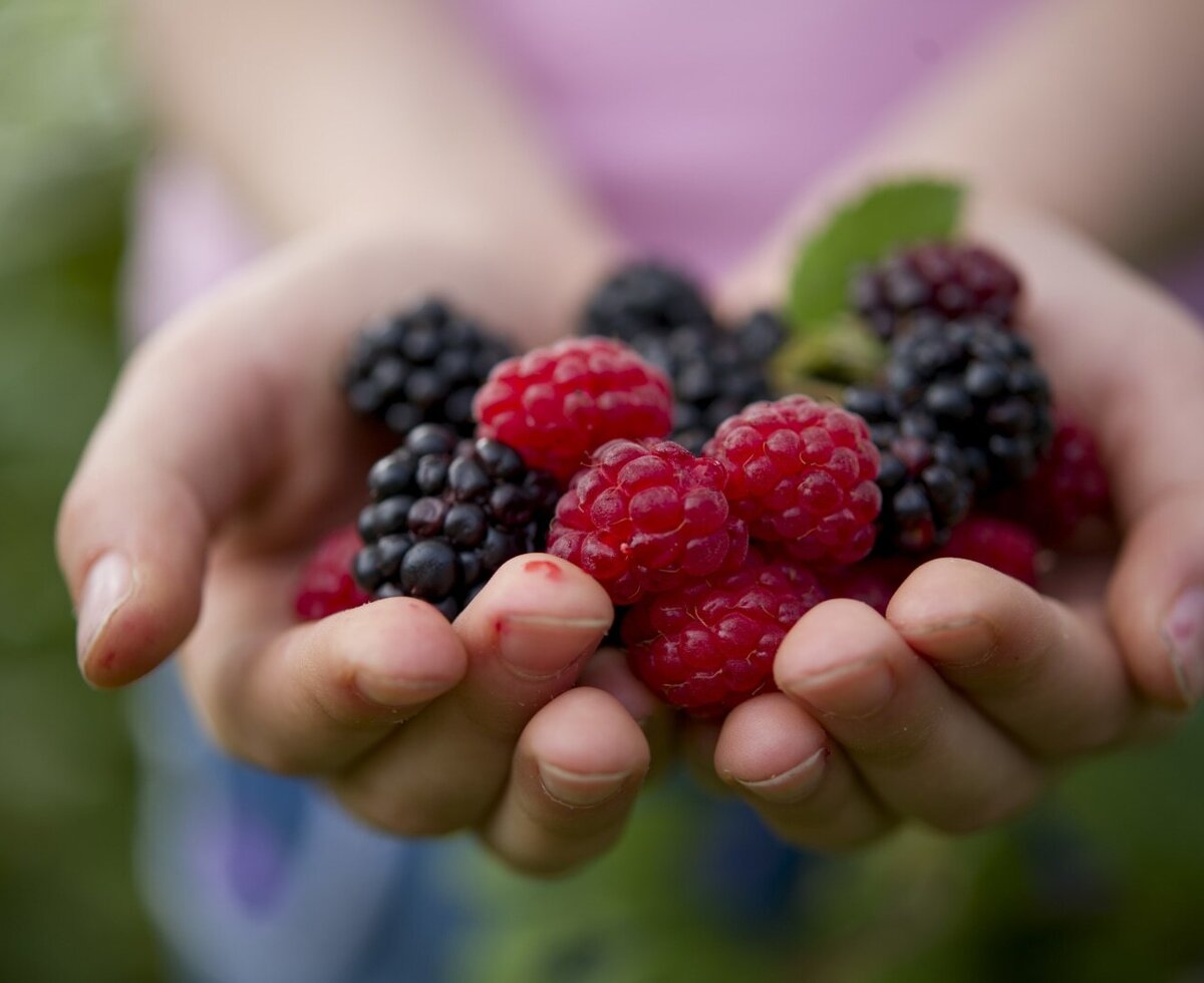 Freshly picked raspberries and blackberries held in hands, an example of the farm-fresh produce guests can experience at the Farm House.
