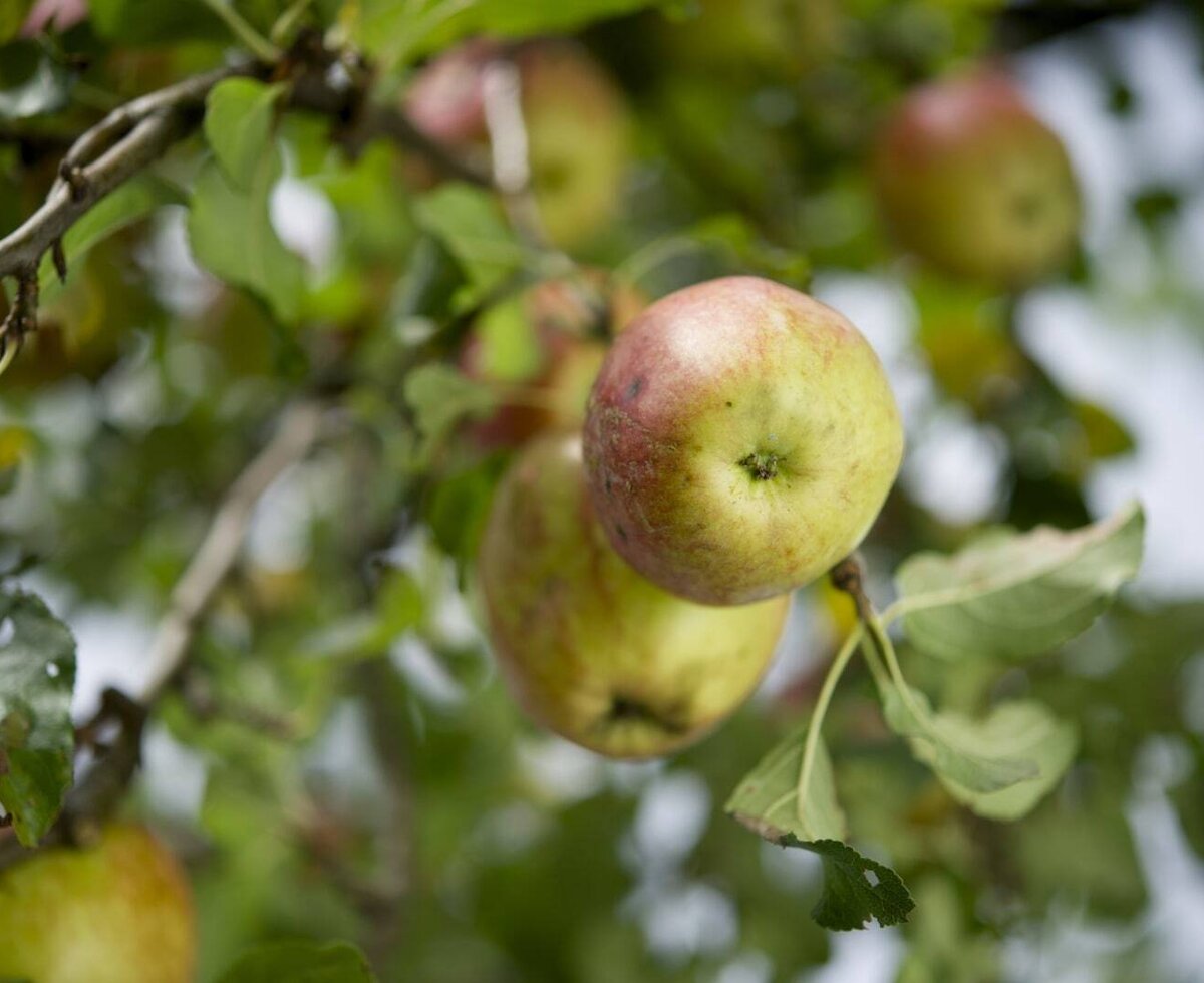 Ripening apples on a tree at the Farm House.