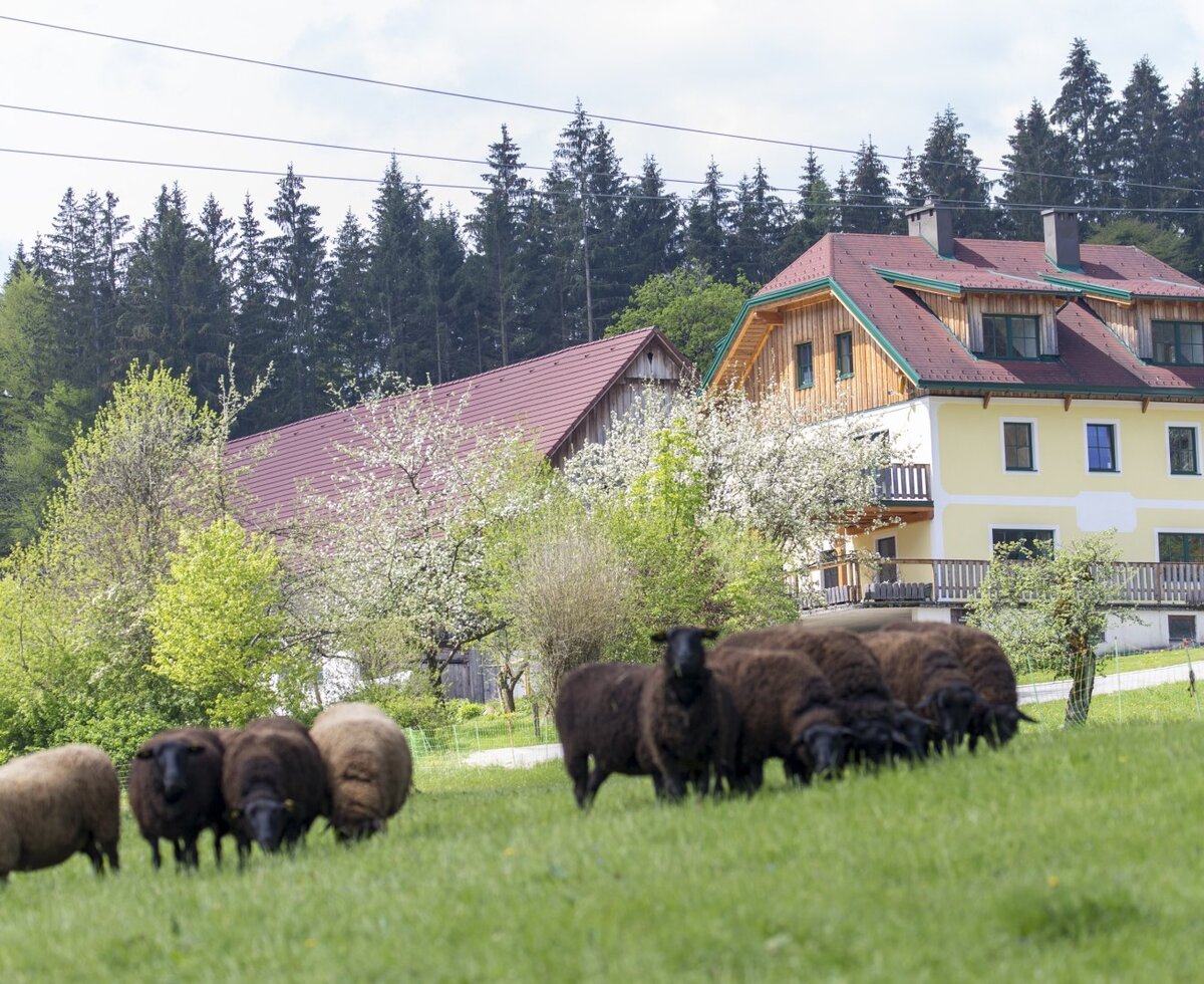 Sheep in the pasture