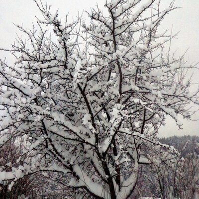 Apple tree in winter