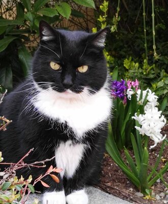 our cat "Bruno"