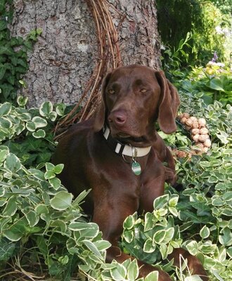 our lady-dog "Flora"