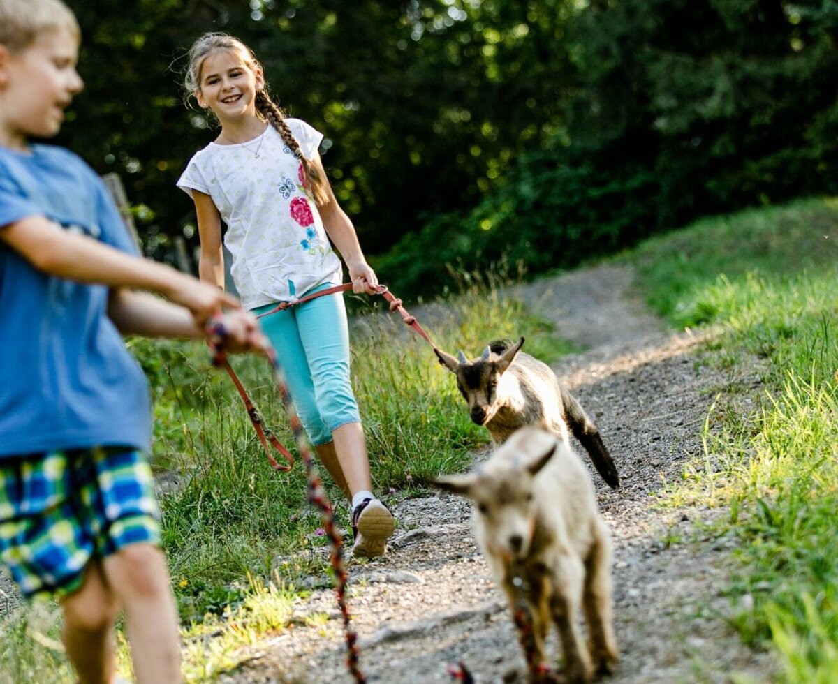 Zwergerlhof - Goat walk