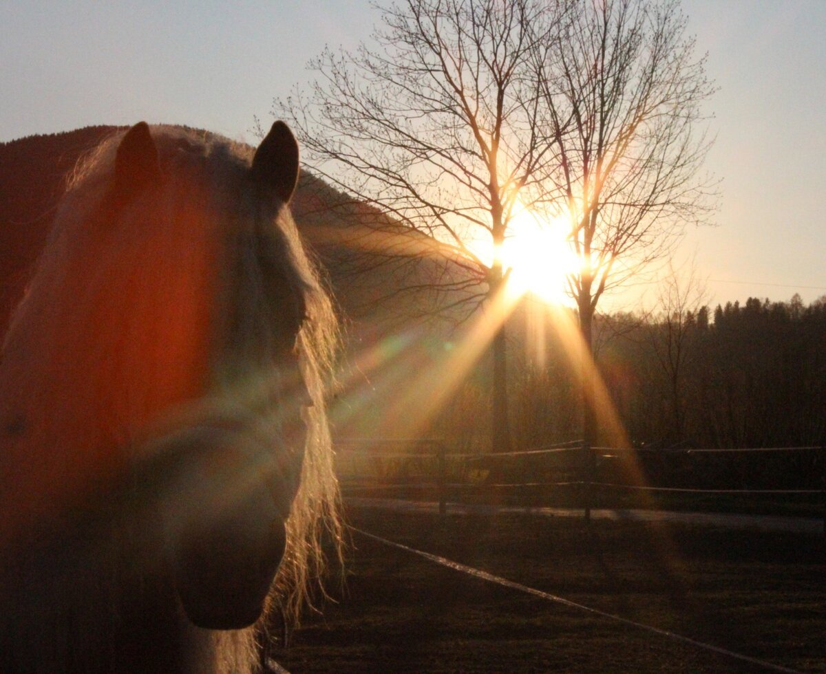 Our Haflinger horses