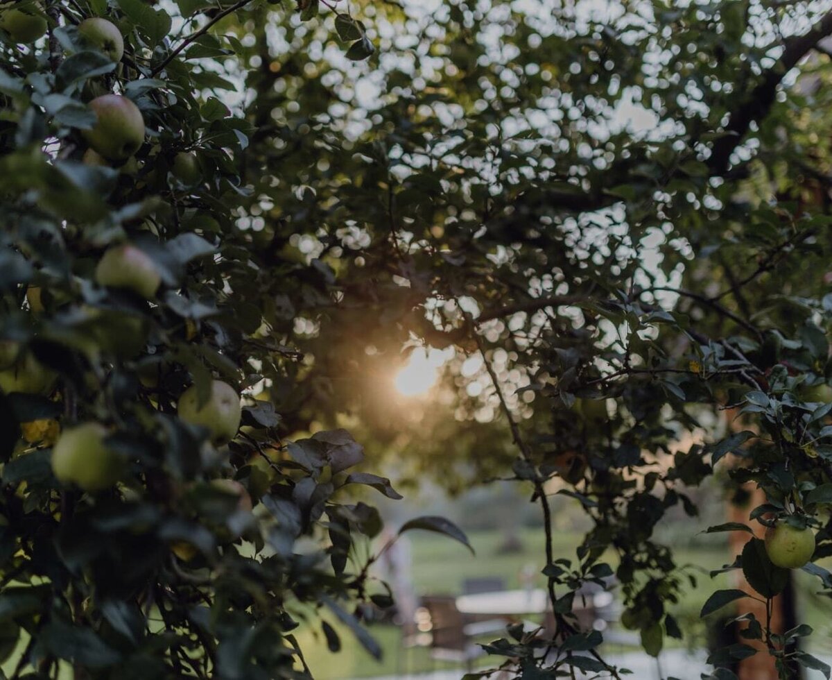 Apple tree with ripening apples in the farmhouse's orchard.