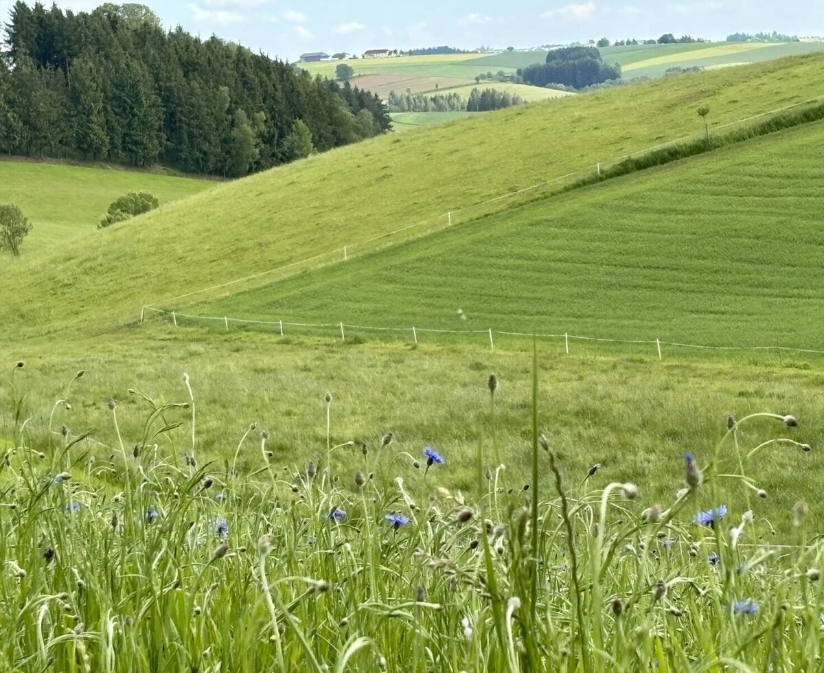 Behind the house.