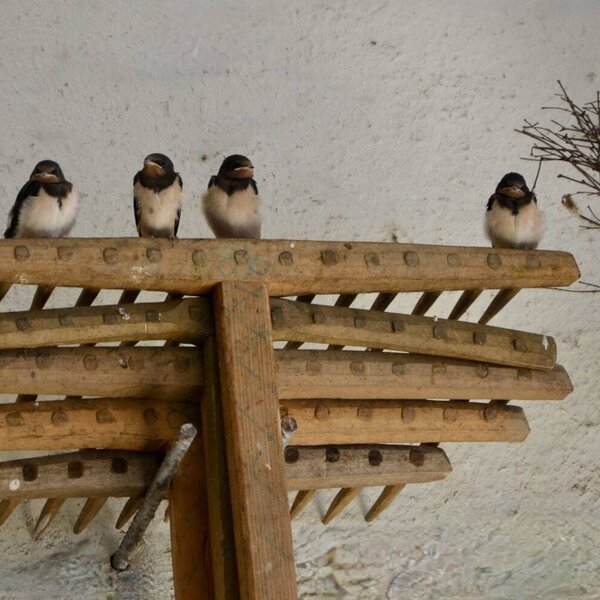 Our regular guests!