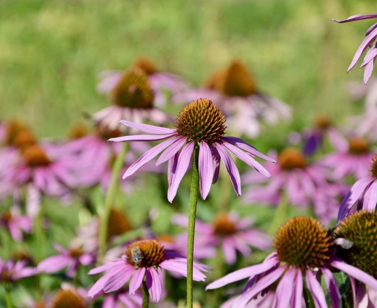 Sun hat - in flower shape.