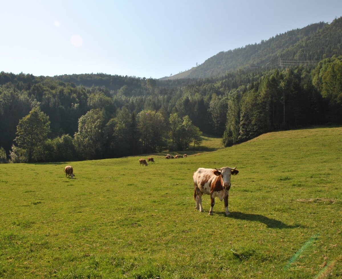 The farm house features a green pasture where cows graze, backed by a forested hillside.