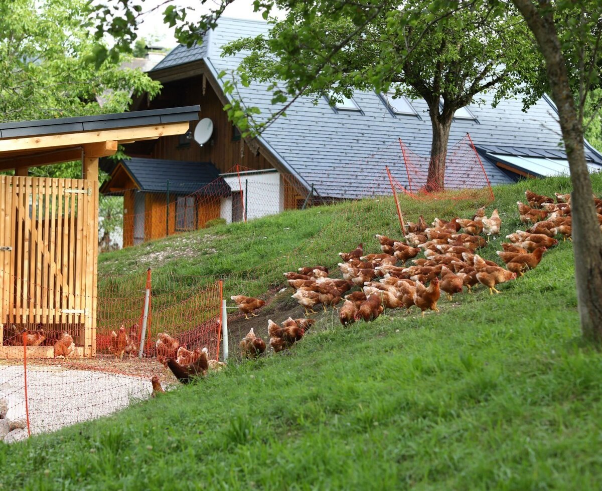 Free-range chickens on the grassy slope of the farm house grounds, with a dedicated coop.
