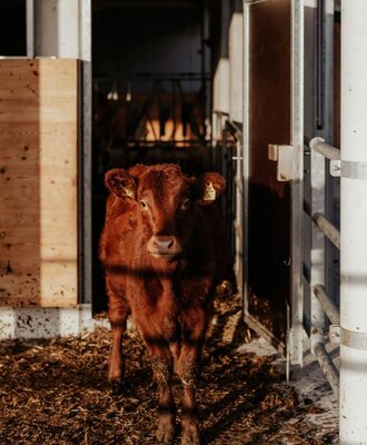 A brown calf standing on straw bedding in the barn of the Farm House.