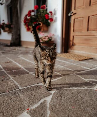 A tabby cat walks on the stone patio in front of the farm house.