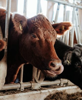 A brown cow with an ear tag licking its nose in the barn of the farm house, with hay in the feeder.
