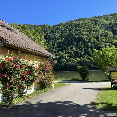 Exterior view of the farmhouse, featuring a yellow building with red climbing roses and a paved driveway, surrounded by green hills.