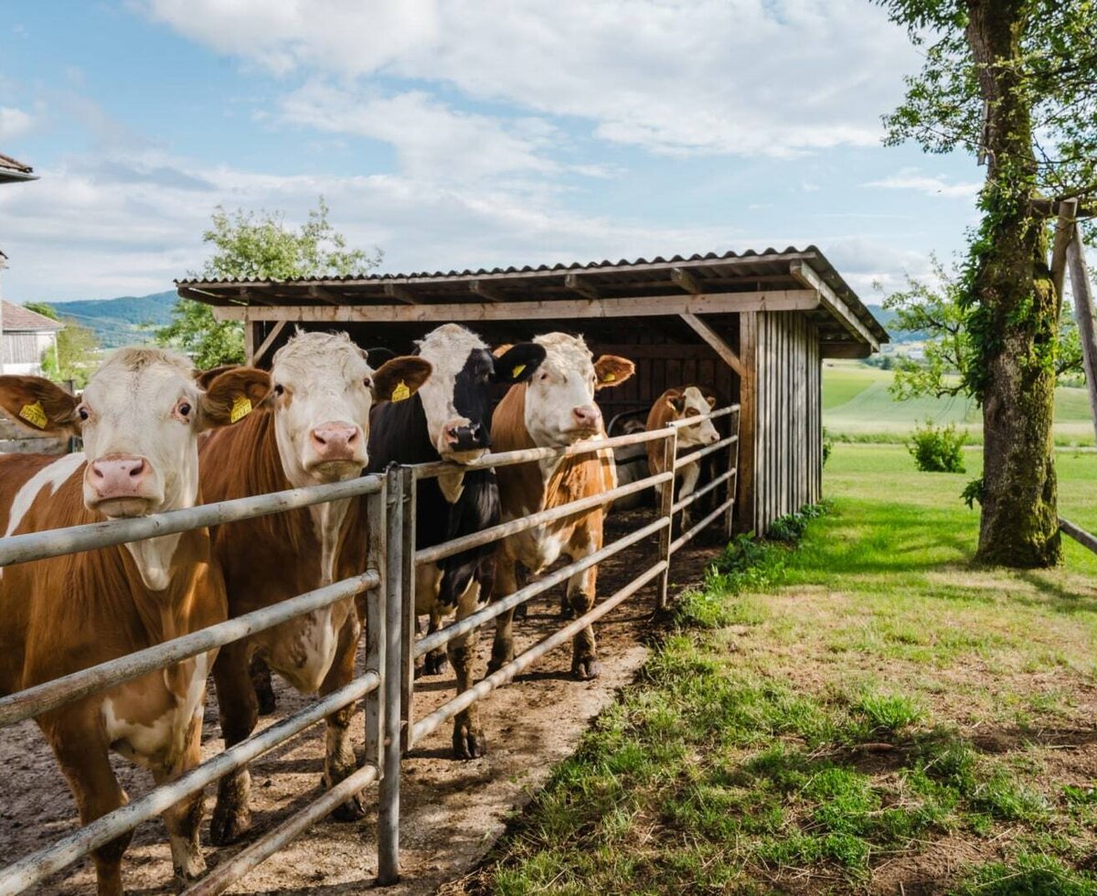Our curious cows in their outdoor area of the barn © TVB Mühlviertel/Justin Berlinger