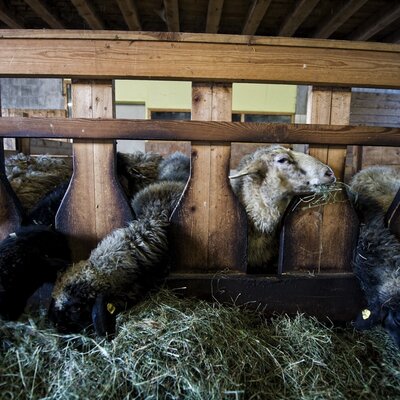 Alpine Stone Sheep