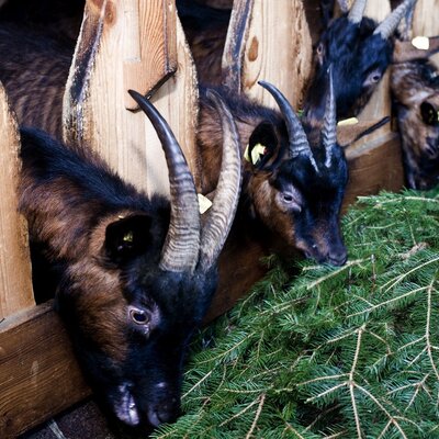 Pinzgauer Goat