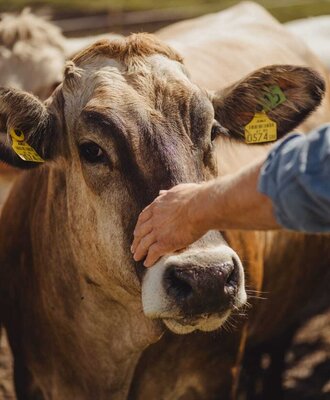 Cow on the farmhouse being petted by a hand.