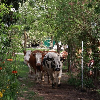 Cows come home from the pasture