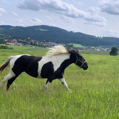 A horse running in the farmhouse meadow with a village and mountains in the background.