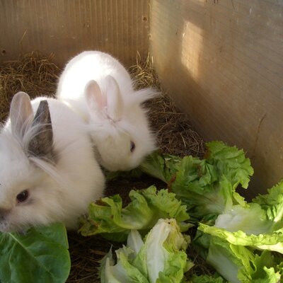 Rabbits