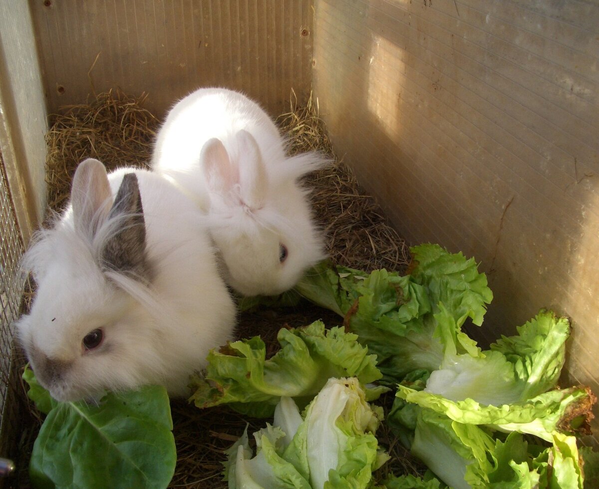 Rabbits