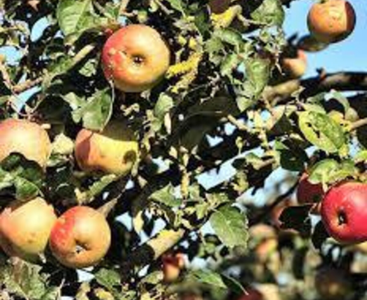 Apples growing on trees at the Farm House.