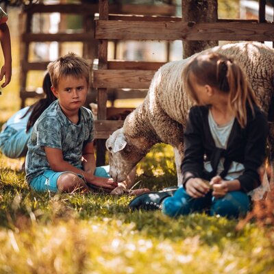 Children sitting with sheep in the grassy farmyard at the Farm House.