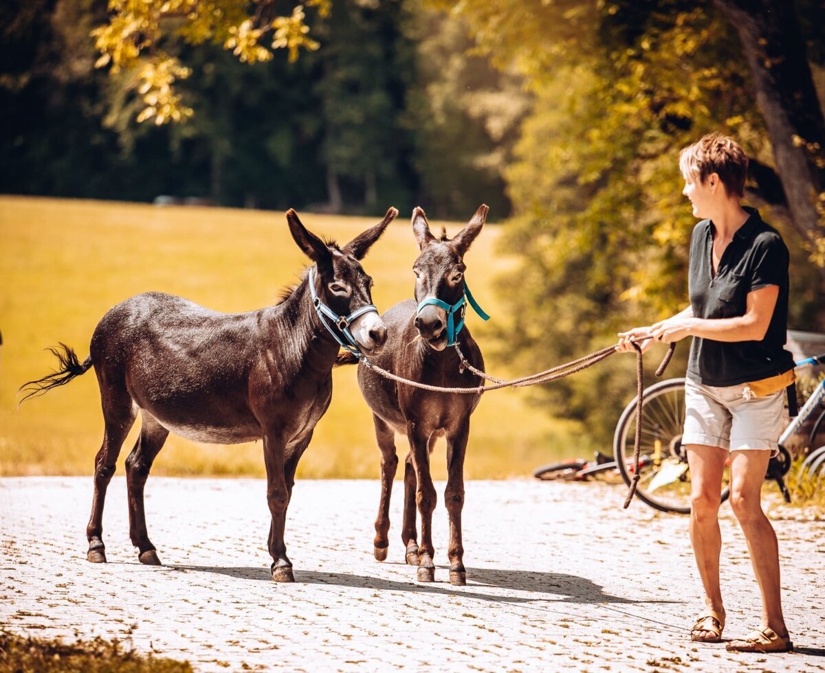 A person walks with two donkeys on the outdoor grounds of the farm house.
