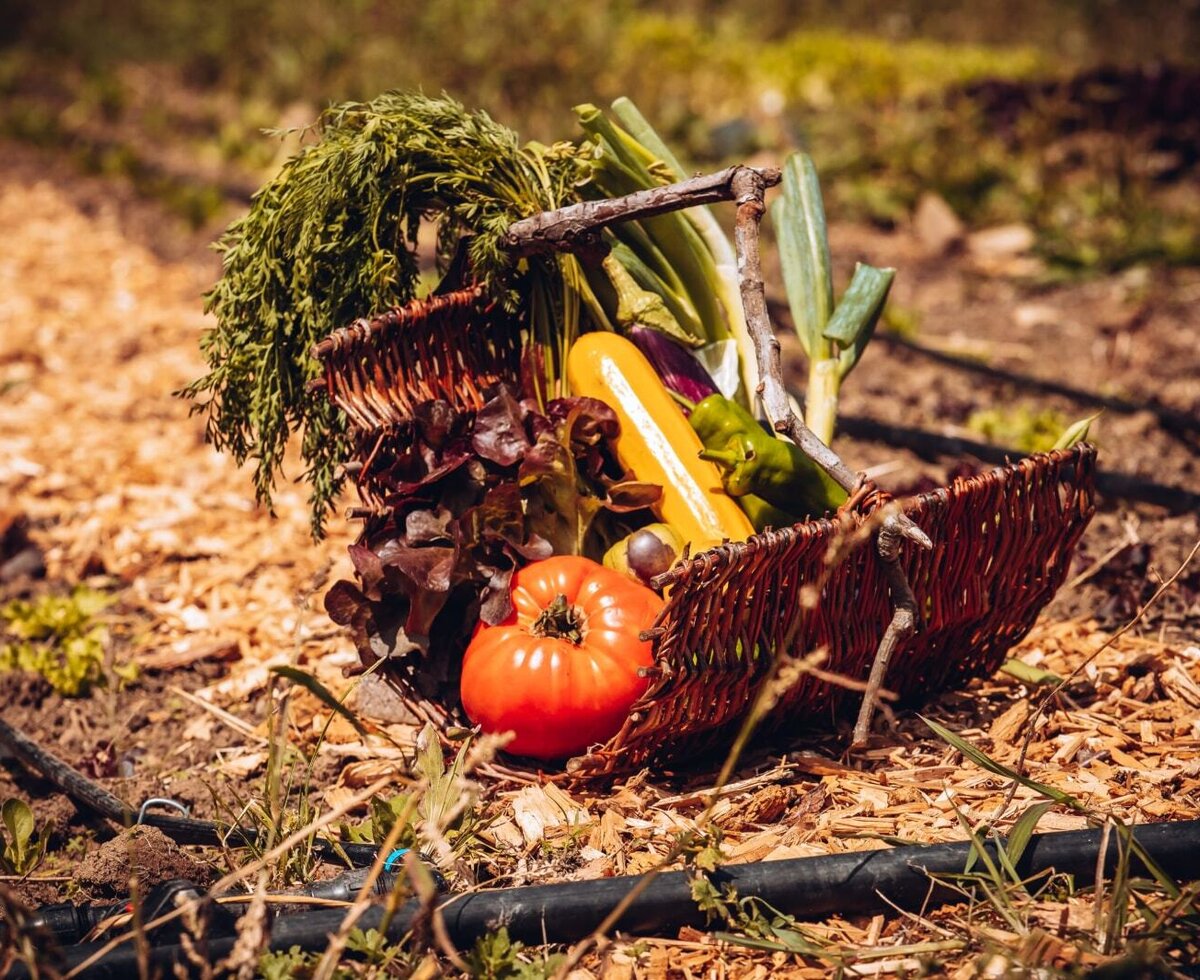 Basket of fresh vegetables, including tomato, zucchini, peppers, and greens, representing the Farm House's garden produce.