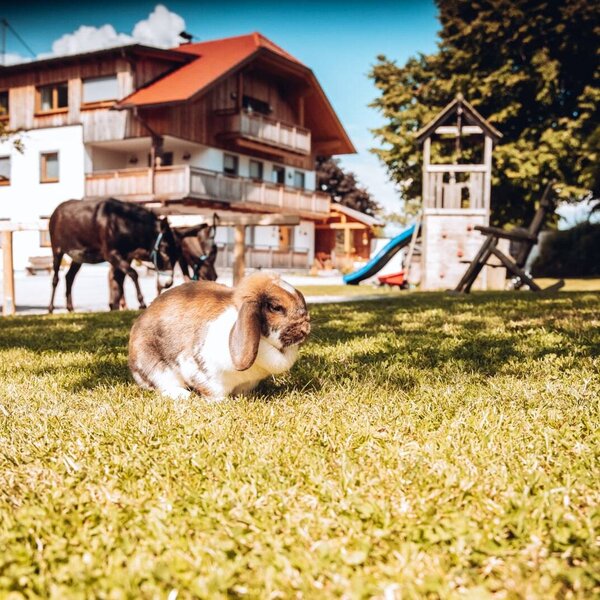 The farm house grounds include a rabbit on the lawn, with donkeys and a children's playground near the main building.