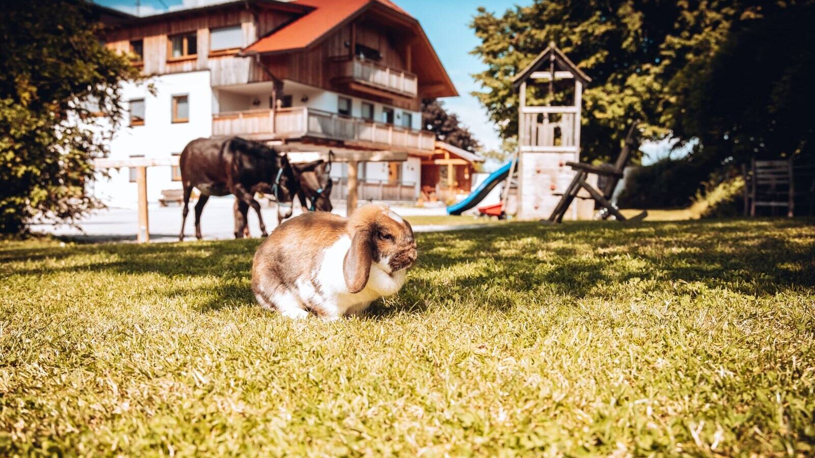 The farm house grounds include a rabbit on the lawn, with donkeys and a children's playground near the main building.