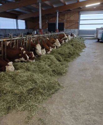 Cows eating hay in the barn at the farmhouse.
