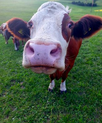 A brown and white cow with a pink nose in the grassy field at the farmhouse.