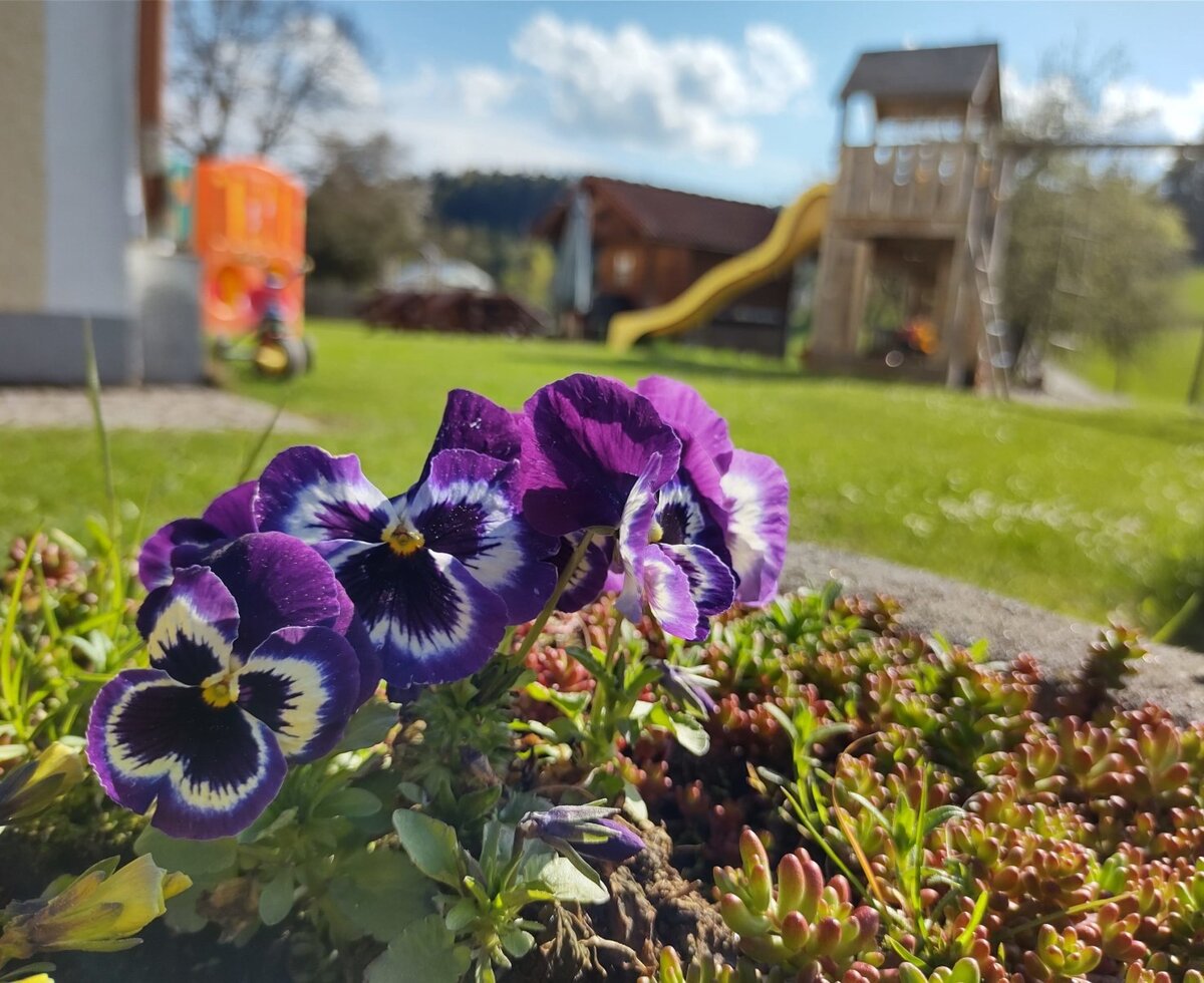 Pansies blooming in the farm house garden, with a children's playground and slide visible on the lawn.
