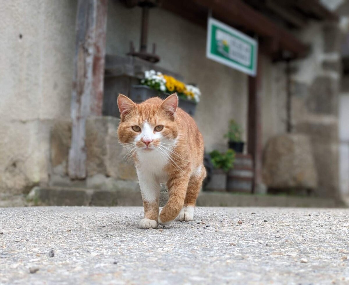An orange and white cat on the farmhouse grounds.