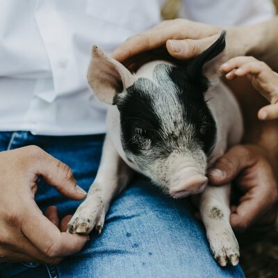 Guests interacting with a piglet from the organic pig farm at the farmhouse.