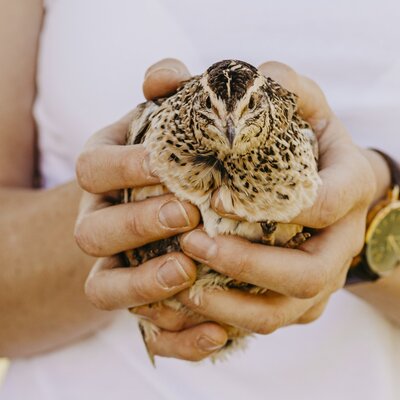 A small, speckled quail held in hands, representing the animals guests can encounter at the organic farmhouse.