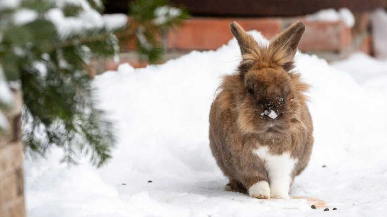 A brown and white rabbit in the snow, is free-running at the farm.