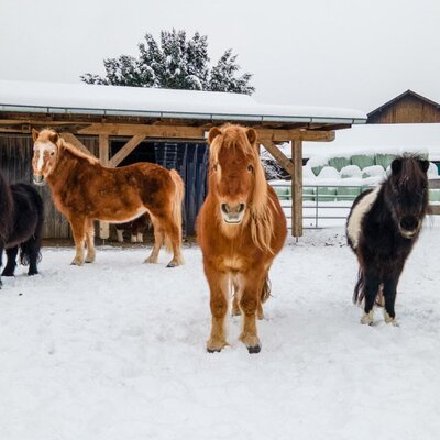 Ponies in the snow in front of the farmhouse's ponystable.