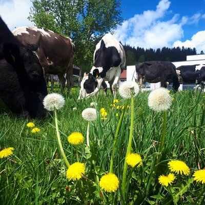 Cows grazing in a green pasture with dandelions on the farmhouse property.