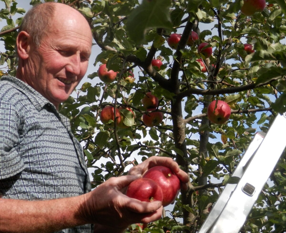 Harvesting fresh red apples from the trees at the farmhouse.