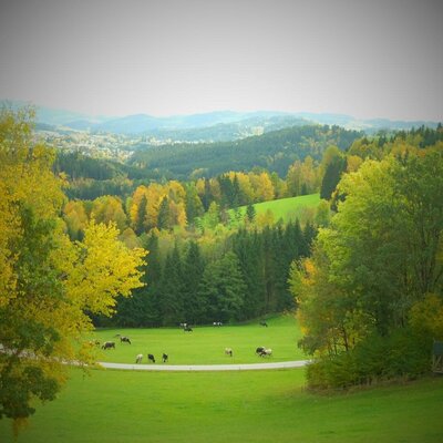 The surrounding landscape of the Bauernhof with cows grazing on a green pasture and autumn trees.