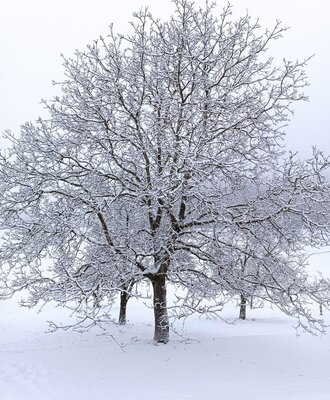A snow-covered tree on the Bauernhof grounds.