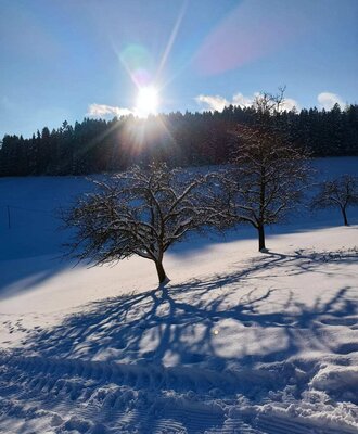 Winter landscape with snow-covered trees and long shadows in the surroundings of the farmhouse.